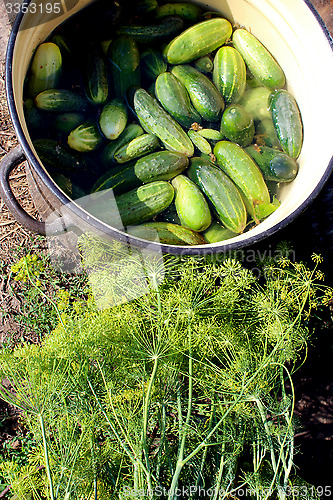 Image of Cucumbers and fennel prepared for preservation