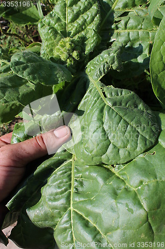 Image of harvesting leaves of tobacco-plant