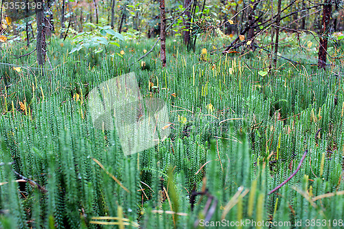 Image of brushwood of Hypnum cupressiforme