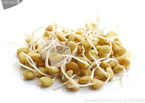 Image of sprouted lentil seeds