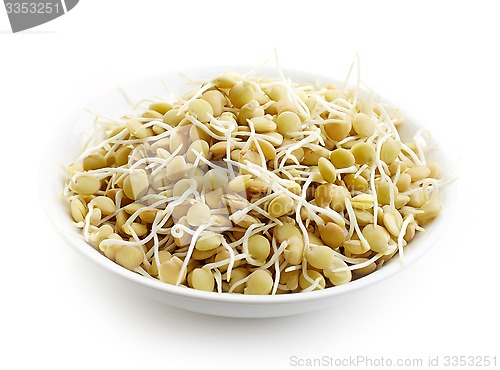 Image of sprouted lentil seeds