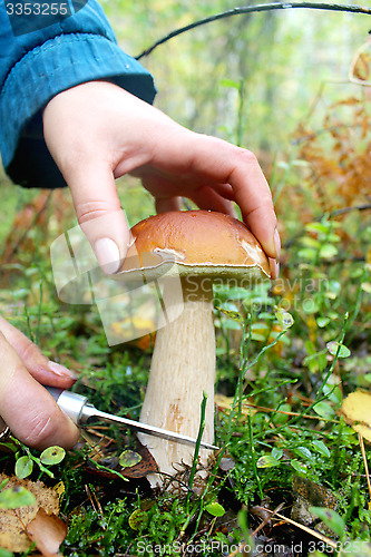 Image of hand with knife cutting off beautiful cep