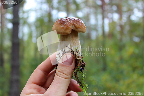 Image of Beautiful and little cep in the hand