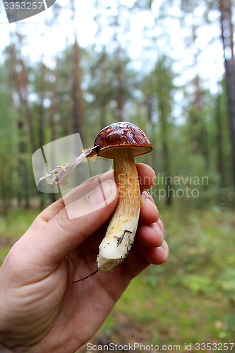 Image of Beautiful mushroom of Boletus badius in the hand