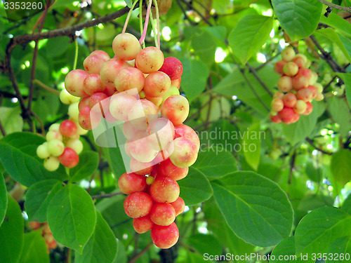 Image of branch of red ripe schizandra