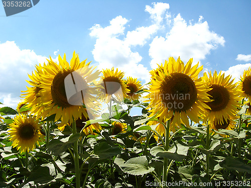 Image of Field with sunflowers