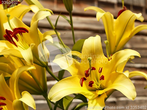 Image of Yellow lilies against wooden wall