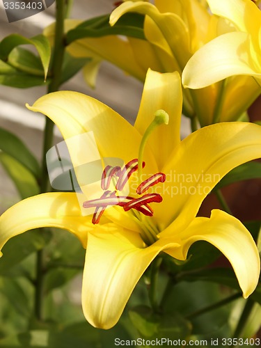 Image of Yellow lilies in flowerbed close-up