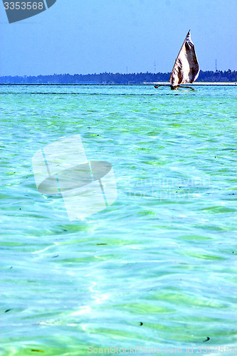 Image of beach    zanzibar seaweed  plant