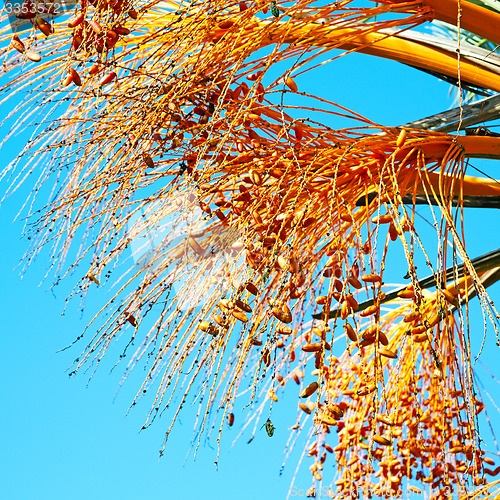 Image of fruit in the sky morocco africa and plant