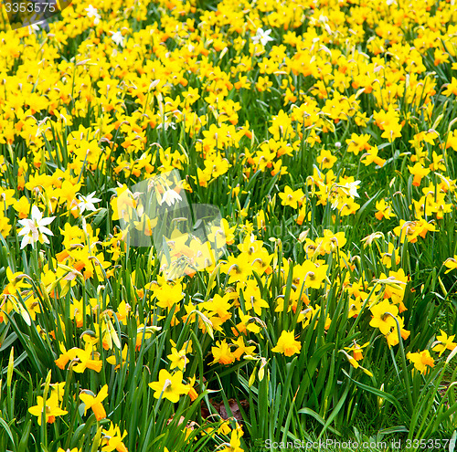 Image of  white in london yellow flower field nature and spring
