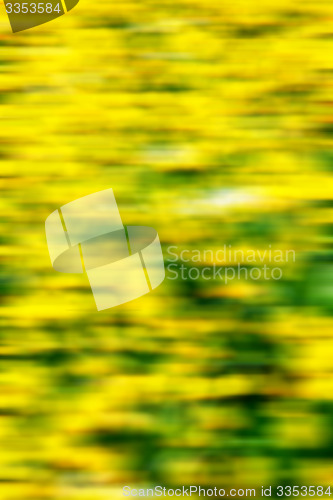 Image of in london yellow flower field nature and spring