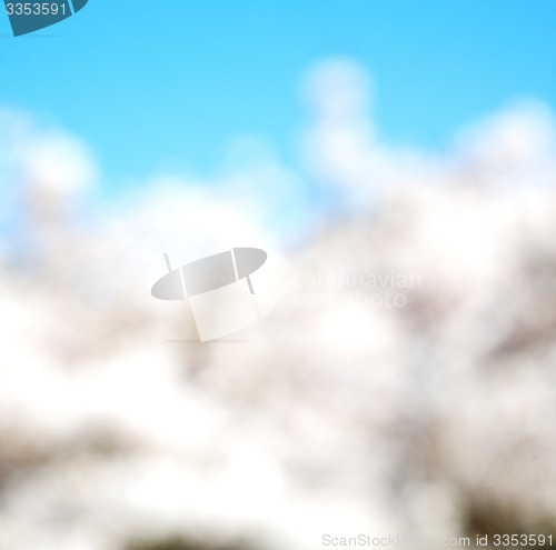 Image of in london   park the white   tree and blossom flowers natural