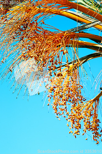 Image of fruit in the sky morocco africa  