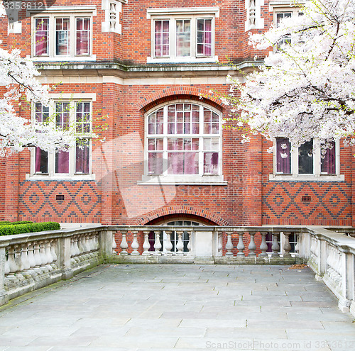Image of tree  window in europe london  red brick wall     and      histo