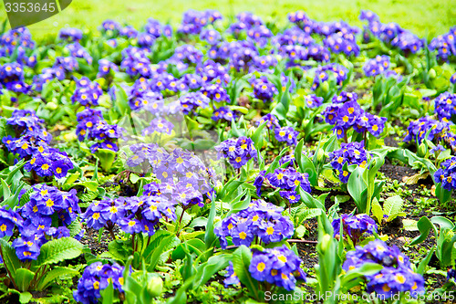 Image of purple in london yellow flower field nature and spring