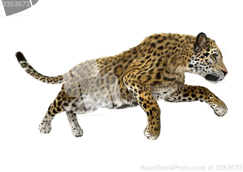 Image of Big Cat Jaguar