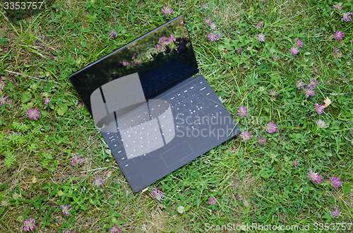 Image of Laptop among clover flowers