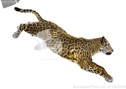 Image of Big Cat Jaguar