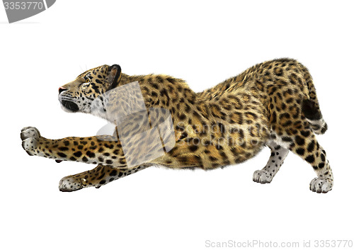 Image of Big Cat Jaguar