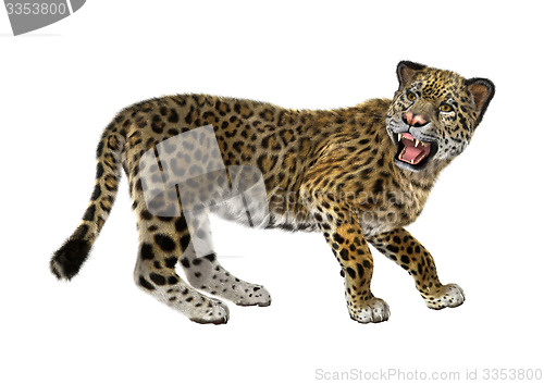 Image of Big Cat Jaguar