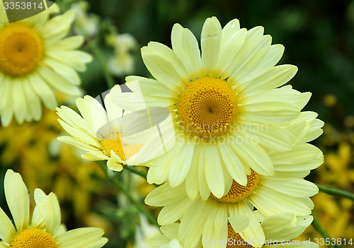 Image of Yellow daisy ,close up.