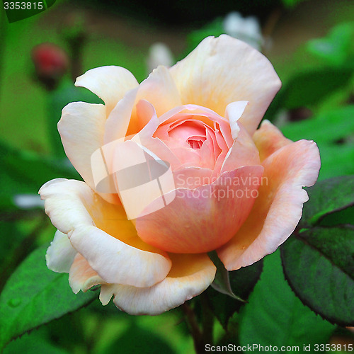 Image of Rosa; Shropshire Lad.