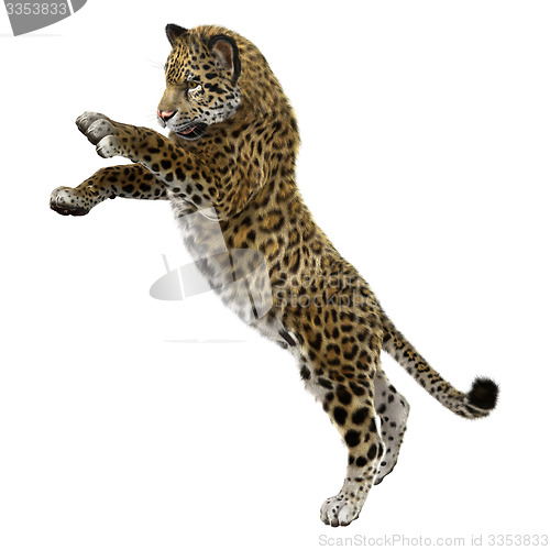 Image of Big Cat Jaguar