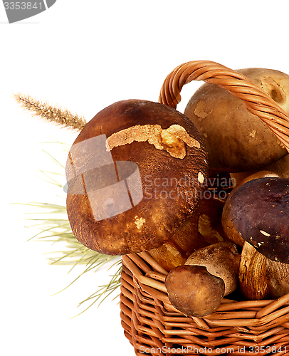 Image of Boletus Mushrooms