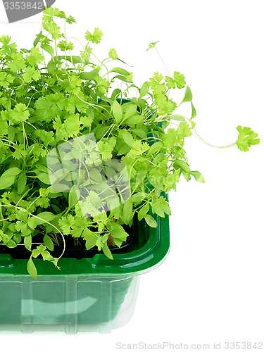 Image of Growing Fresh Parsley