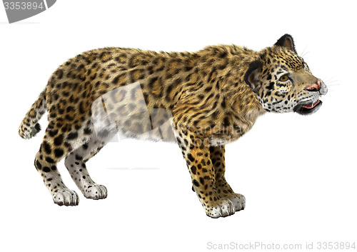 Image of Big Cat Jaguar