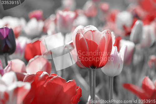 Image of tulips on toned gray background