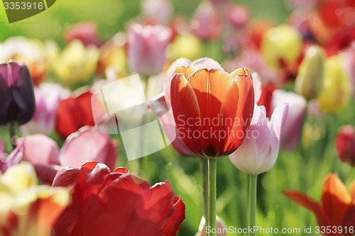 Image of multicolor tulips in spring