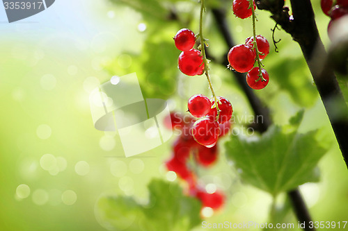 Image of red currants in a garden