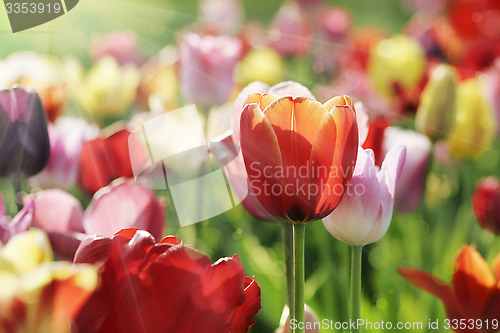 Image of multicolor tulips in the morning sun