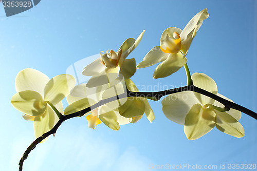 Image of Fine branch of a blossoming yellow orchid