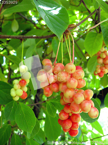 Image of branch of red ripe schizandra