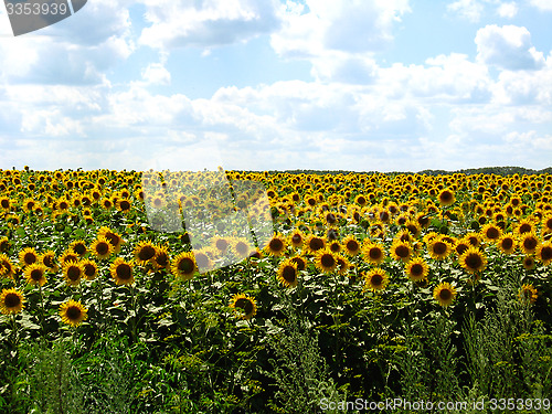 Image of Field with sunflowers