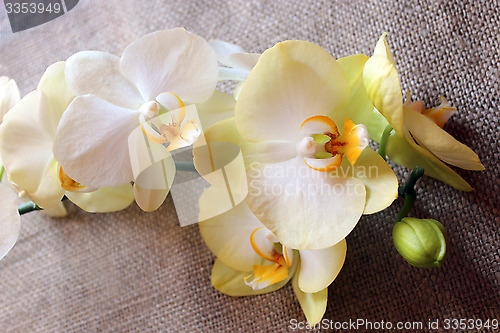 Image of branch of a blossoming yellow orchid on sacking