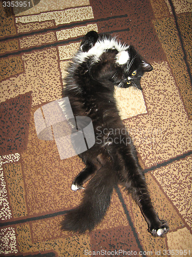 Image of black cat lolling about on the carpet