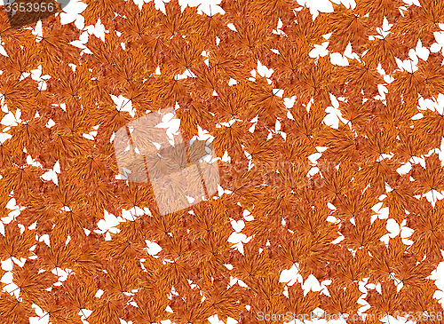 Image of texture from yellow leaves