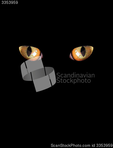 Image of eyes of cat on the black background
