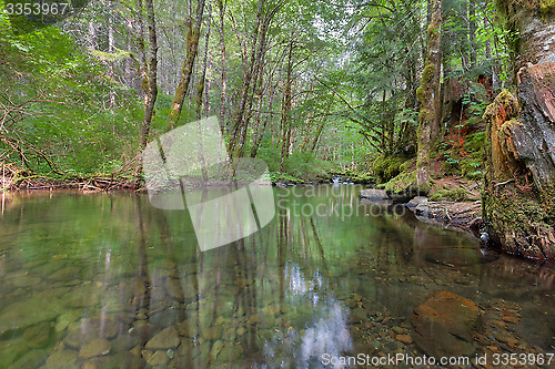 Image of Falls Creek Forest