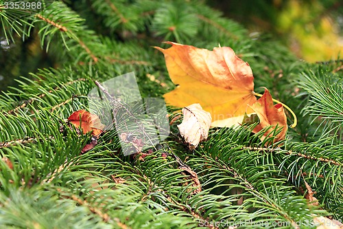 Image of dry leaves on the green branches of fur-tree