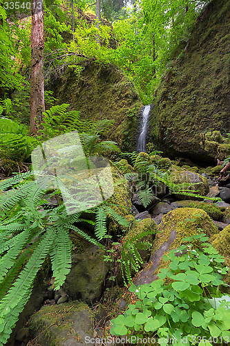 Image of Mossy Grotto Falls in Spring