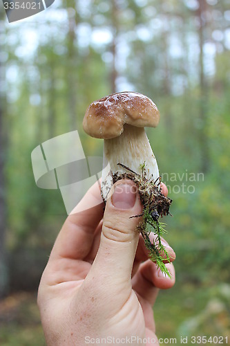 Image of Beautiful and little cep in the hand