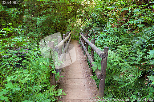 Image of Wood Bridge in Sweet Creek Falls Hiking Trail