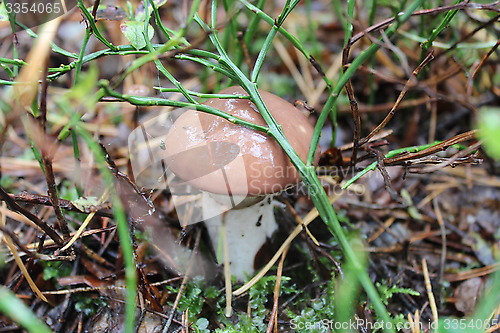 Image of nice mushroom of Suillus