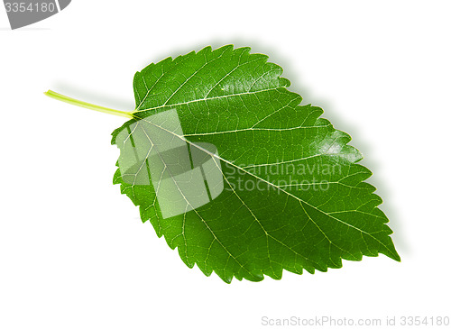 Image of Single green leaf mulberry