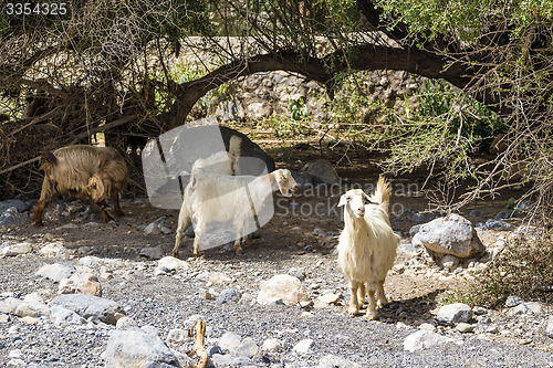 Image of Sheep Oman